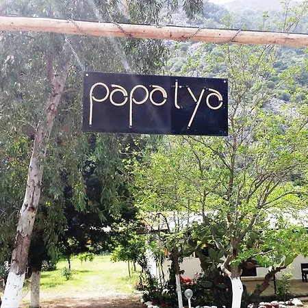 Papatya